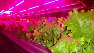 Фито свет для растений