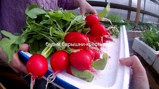 редис Черриэт