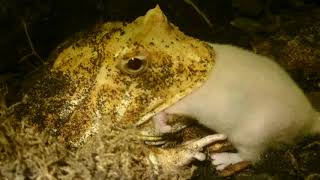 *GRAPHIC*  Pacman Frog Eats Live Mouse. (Ceratophrys Ornata)