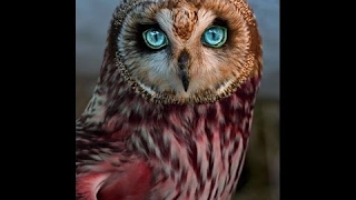 OWLS - Owl Documentary (HD) Amazing Film, Harry Potter Birds (Earth Documentaries)