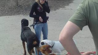 Pitbull Rottweiler almost fight