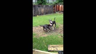 Gay dogs gone wild