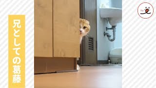 お兄ちゃんだもん…? 物陰からじっと見つめる優しい兄猫の葛藤【PECO TV】