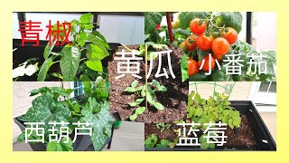 【温尼伯Vlog.45】我的小菜园（2）Costco的西红柿盆栽丰收了，其他种子也已经长成植物｜黄瓜 番茄 西葫芦 蓝莓 青椒种植｜Kristen Why