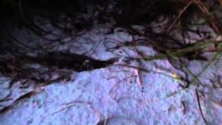 Turtle nest hatching 08/17/2013