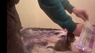 1 BOY 2 KITTENS ORIGINAL FULL VIDEO