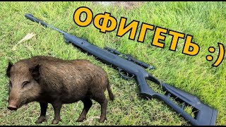 Застрелил КАБАНА с Воздушки HATSAN Striker Edge