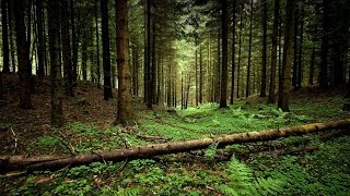 The Forest - Мнение, Обзор, Выживание.