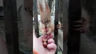 Не только Копия умеет лазать по заборам / Not only the Copy can climb fences