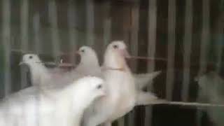 Лагерь Голубь