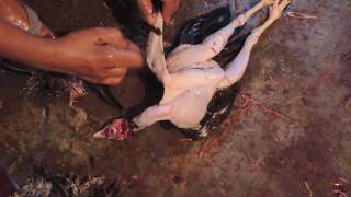 INA Market, New Delhi, Chicken slaughter