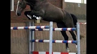 www.sporthorses-online.com 2010 Cassini I mare