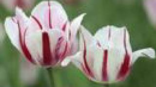 Flowers (Antaram Tsaghikner)