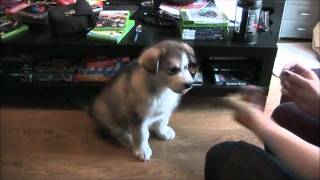 Alaskan Malamute Puppy Hudson Learns 6 tricks