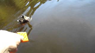 Wisconsin dells fishing