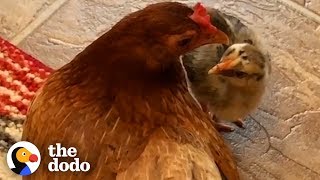 Ben The Rescue Chicken Just Adopted A Chick Who Wasn’t Hers | The Dodo