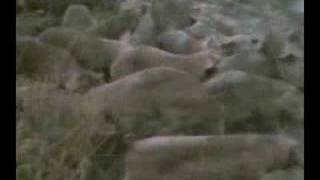 BariLur: Ճերմակ աղավնի