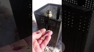 Доверчивая синица / The trusting tit