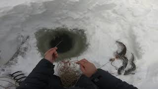 За налимом..Запасливый песец.