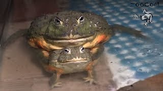 Лягушки-водоносы. Размножение в ручном режиме!