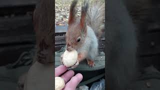 Орешки для белок / Nuts for squirrels