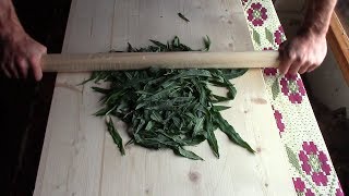 Иван-чай! Как мять, ферментировать и сушить иван чай чтобы он наполнял здоровьем целый год! Ivan tea