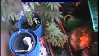 Un bacauan cultiva cannabis in cada