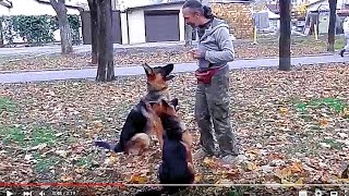 Команда "КО МНЕ"! Дрессировка НЕМЕЦКИХ ОВЧАРОК.Dog training.Odessa.