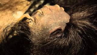 Making a shrunken head: the finishing touches