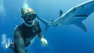 FREE DIVING WITH SHARKS
