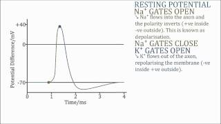 Action Potential, Resting Potential & Refractory Period (Graph)