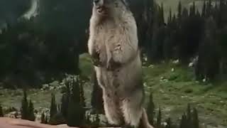 Таджикский прикол