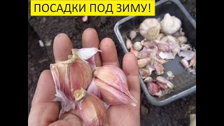 ЧТО НЕОБХОДИМО ЗНАТЬ О ПОСАДКЕ ОЗИМОГО ЧЕСНОКА? 