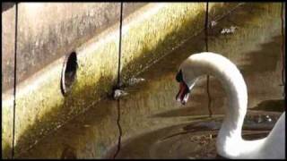 Clydebank Canal Conflict - Swan vs Mink
