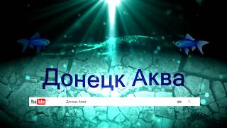 советы как разводить голубой неон, аквариумные рыбки