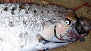 Rare oarfish washes ashore California beach