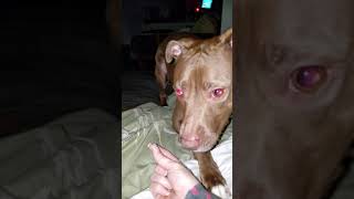 We are back!!! Pitbull Tickle tummy time.
