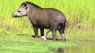 Male Tapir