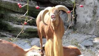 Best Cry Ever (Barbary Goat Remix)