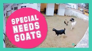 LIVE: Special Needs Goats! | Goats of Anarchy