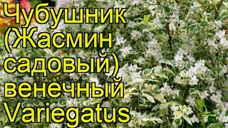 Чубушник венечный Вариегатус. Краткий обзор, описание philadelphus coronarius Variegatus