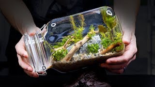 Sealed Aquarium Ecosphere (Aquascape in a Jar)