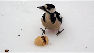 Прилетал дятел / A woodpecker has arrived