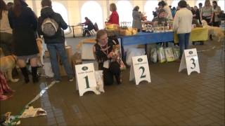 монопородная выставка чихуахуа 14.04.2013