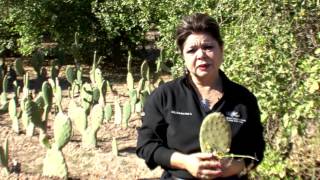 Huertos de traspatio, un importante ingreso a la economía familiar en el Valle de Mexicali.