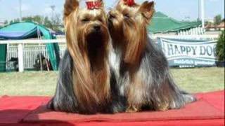 Yorkshire terrier - Gerard of Joranza :-)