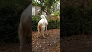 calon indukan kambing etawa senduro super