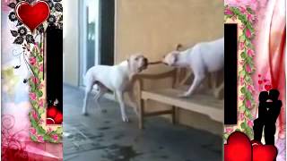 Собачьи бои Американский бульдог против Dodo argentino перетягивание канатов