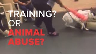 Dog training or dog abuse?