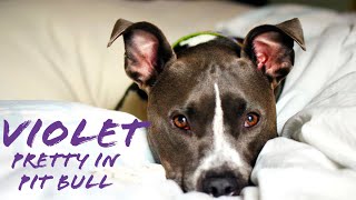 Violet: Pretty in Pit Bull